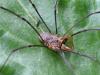 Phalangium opilio